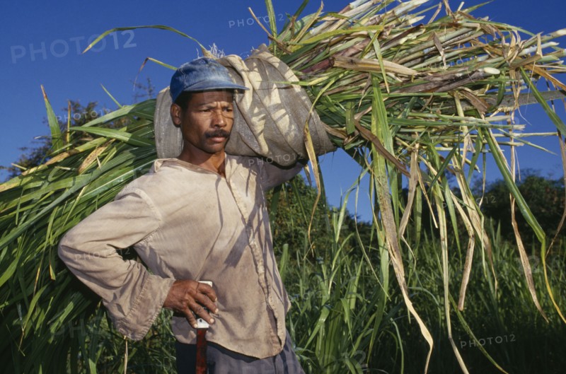 DOMINICAN REPUBLIC, Agriculture, Portrait of cane cutter carrying bundle of harvested sugar cane over his shoulder.