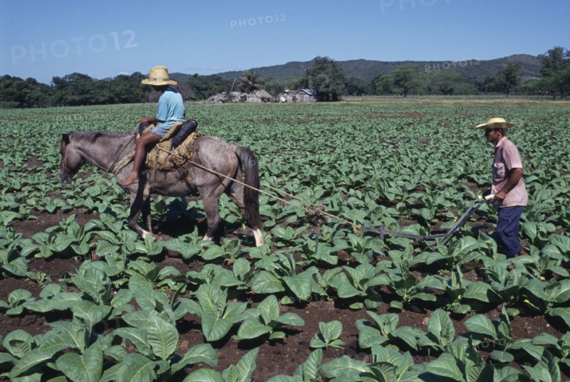 DOMINICAN REPUBLIC, Agriculture, Man using horse ridden by child to plough furrow through crop on privately run tobacco plantation near Loma de Cabrero producing tobacco for the Leon Jimenez co.