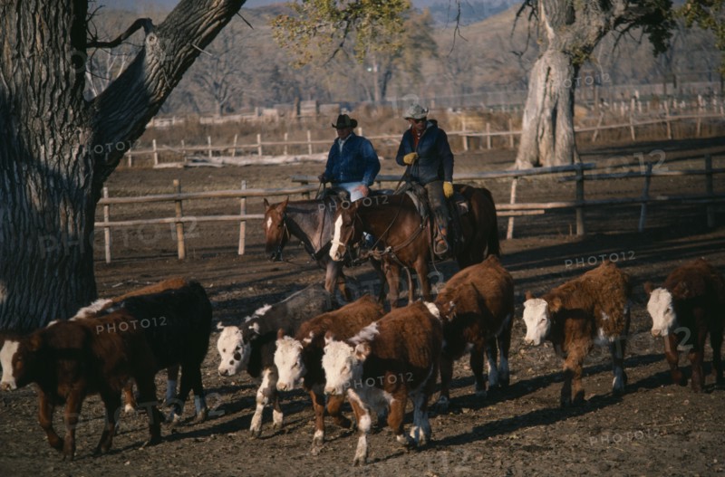 USA, Wyoming, Agriculture, Two cowboys on horses herding young cattle steers on ranch.