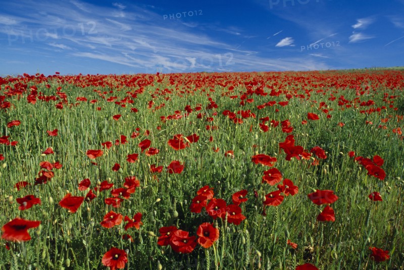 ENGLAND, East Sussex, South Downs, A rich red poppy field display by Balmer Huff