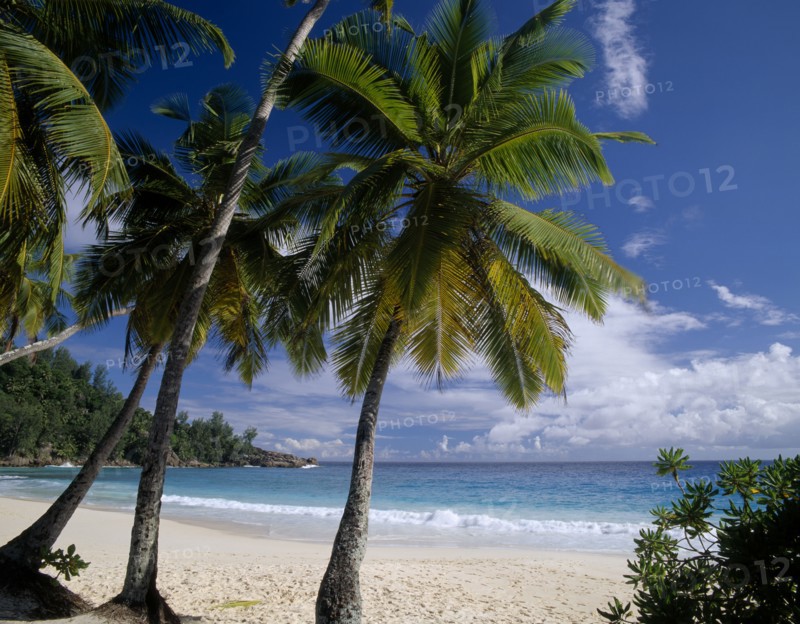 SEYCHELLES, Mahe, View through palm trees towards sandy beach and    turquoise sea