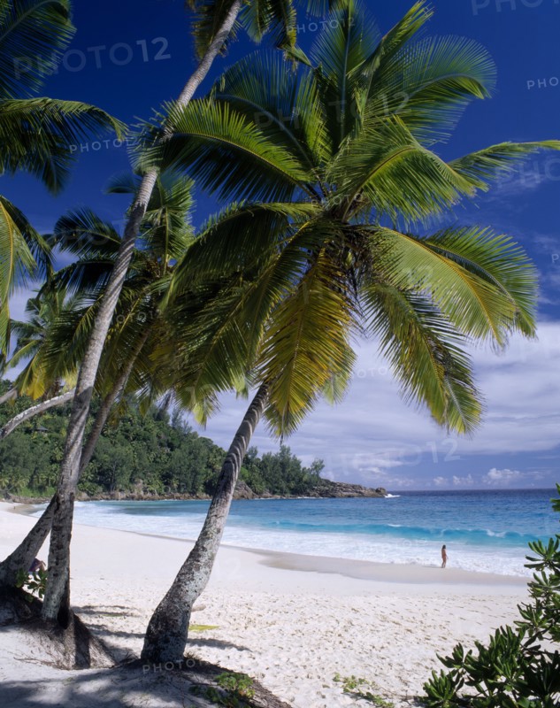 SEYCHELLES, Mahe, View through palm trees towards sandy beach and  turquoise sea with a woman bather standing at the waters edge