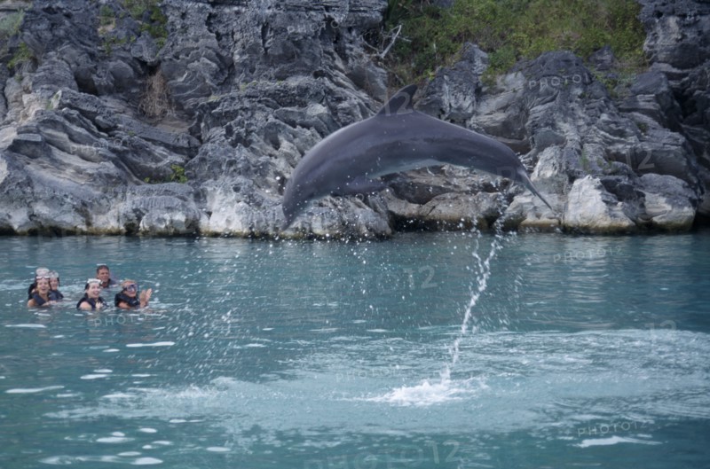 BERMUDA, Southampton, Dolphin Quest. Captive Dolpin performing tricks above water with tourists in pool watching