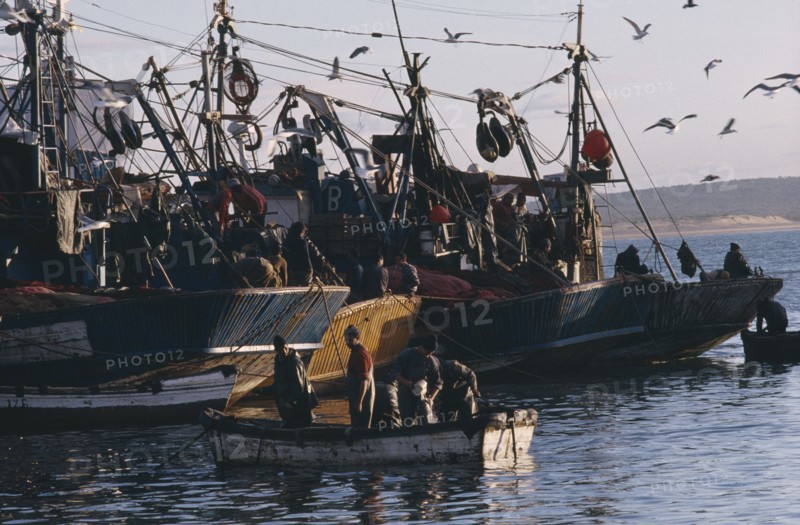 20077618 MOROCCO  Essaouira Fishing boats and seagulls in port.