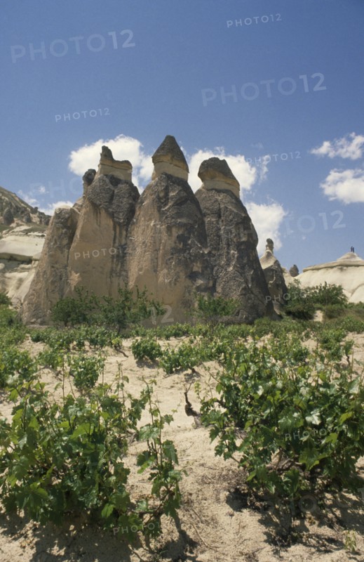 TURKEY, Cappadocia, Zilve, Fairy Chimneys formed from volcanic rock with vines growing in foreground.