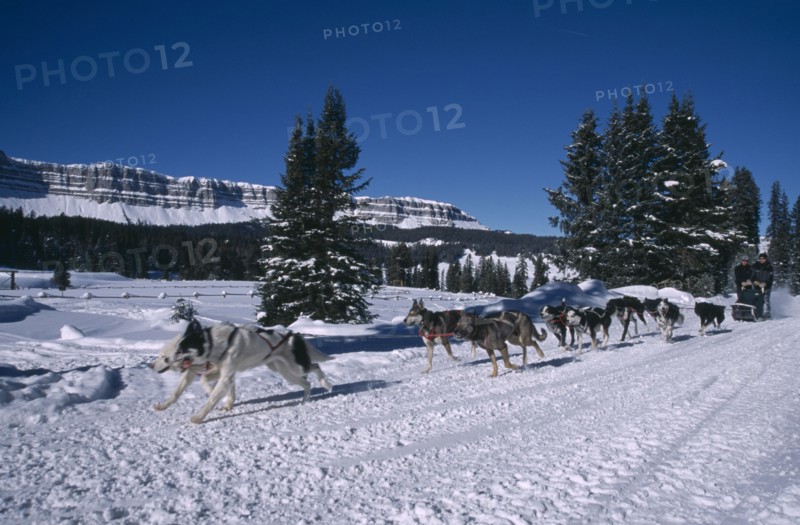 USA, Wyoming, Dubois, Brooks Lake Lodge. Dogsledding with Alaskan Huskies