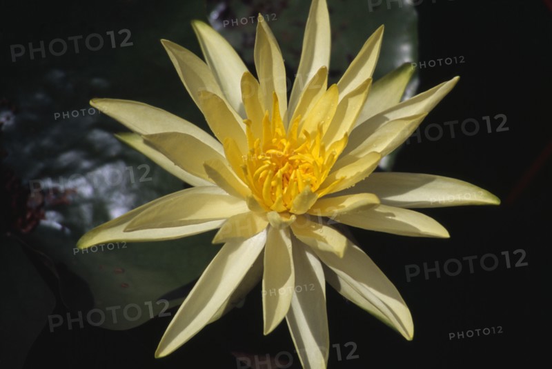 PLANTS, Flower, Water, Yellow Water Lilly flower