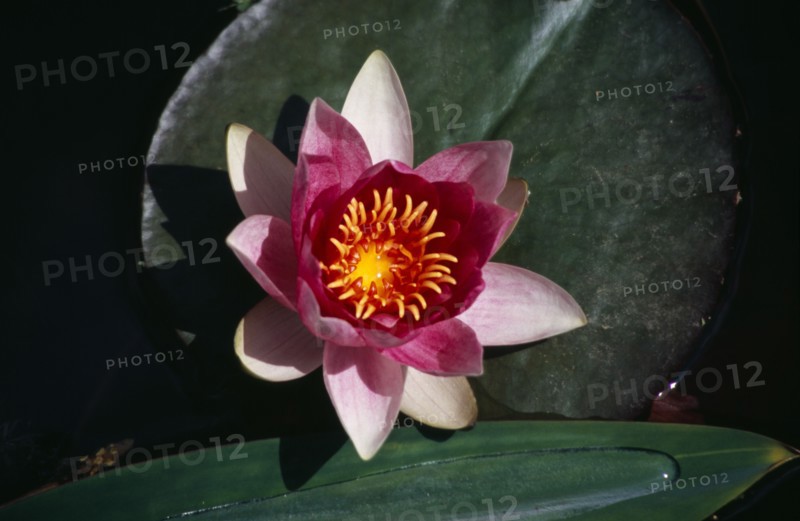 PLANTS, Flower, Water, Pink and white open Water Lilly with lilly pads