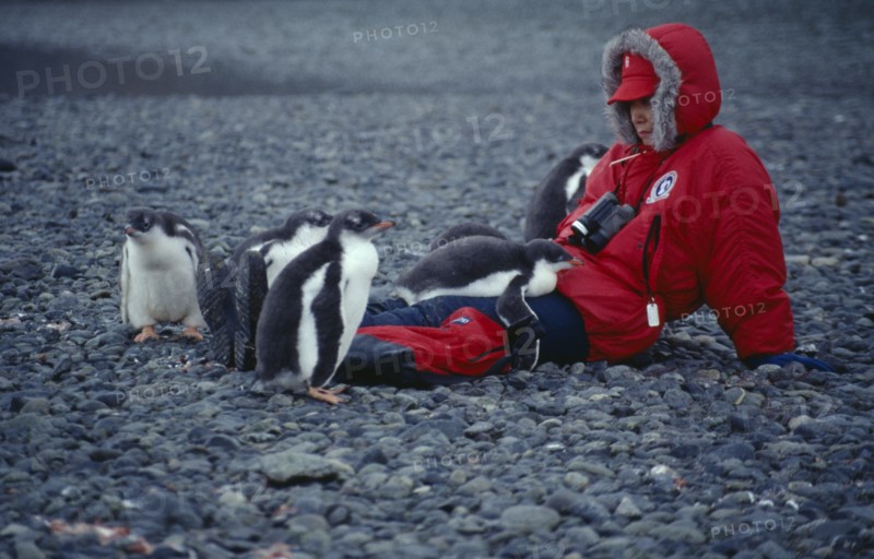ANTARCTICA, Greenwich Island, Yankee Harbour, Tourist sat on ground with young Gentoo Penguins next to her and sat on her legs.