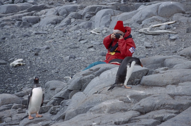 ANTARCTICA, Peninsula Region, Goudier Island, Port Lockroy. Tourist photographing Gentoo Penguin on rocks