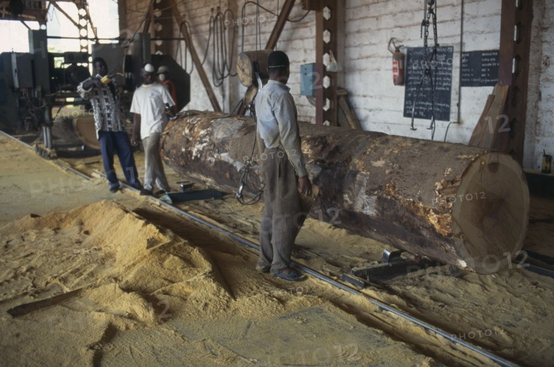 IVORY COAST, San Pédro, Timber industry.  Saw mill interior and workers with felled tree and sawdust covered floor.