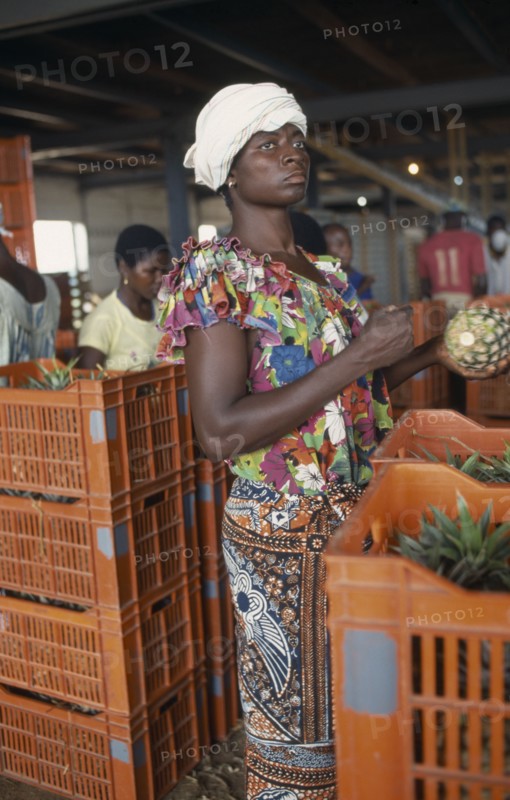 IVORY COAST, Farming, Fruit, Women trimming and packing pineapples.
