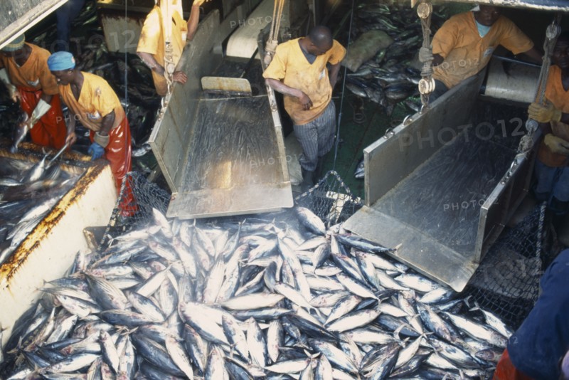IVORY COAST, Abidjan, Unloading tuna from fishing boat in Abidjan port.
