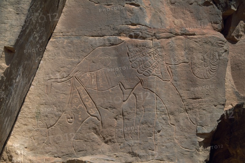 LIBYA, Wadi Mathendous, Detail of prehistoric rock relief depicting elephant.