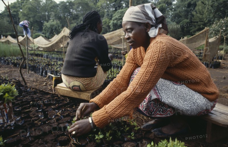 KENYA, Meru, Women planting seedlings in tree nursery.