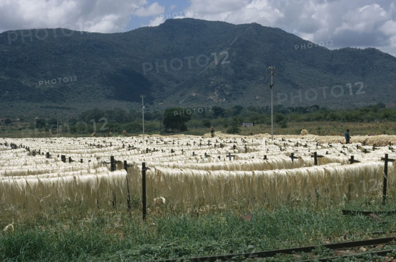 KENYA, Agriculture, Jute fibres drying on lengths of wire.