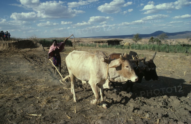 KENYA, Agriculture, Burji tribesman ploughing with pair of oxen.
