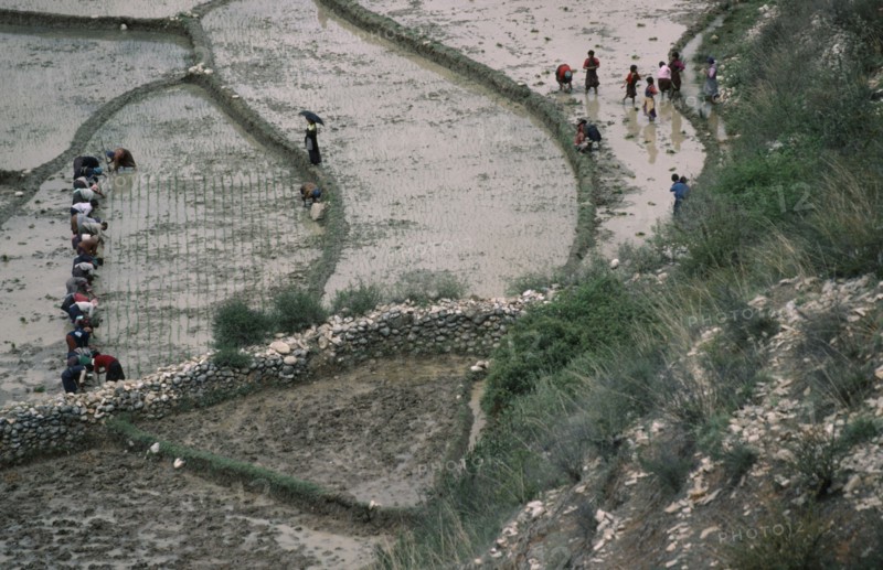 BHUTAN, Paro, Planting paddy fields in terraced agricultural landscape.