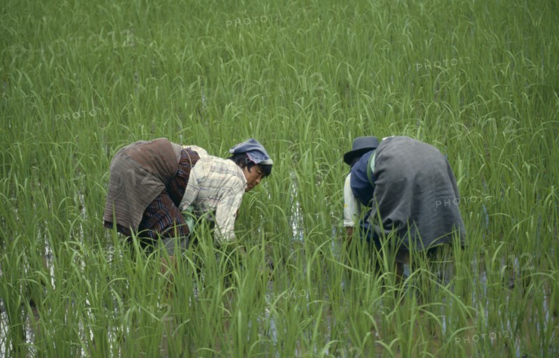 BHUTAN, Paro Valley, Women working in paddy field.