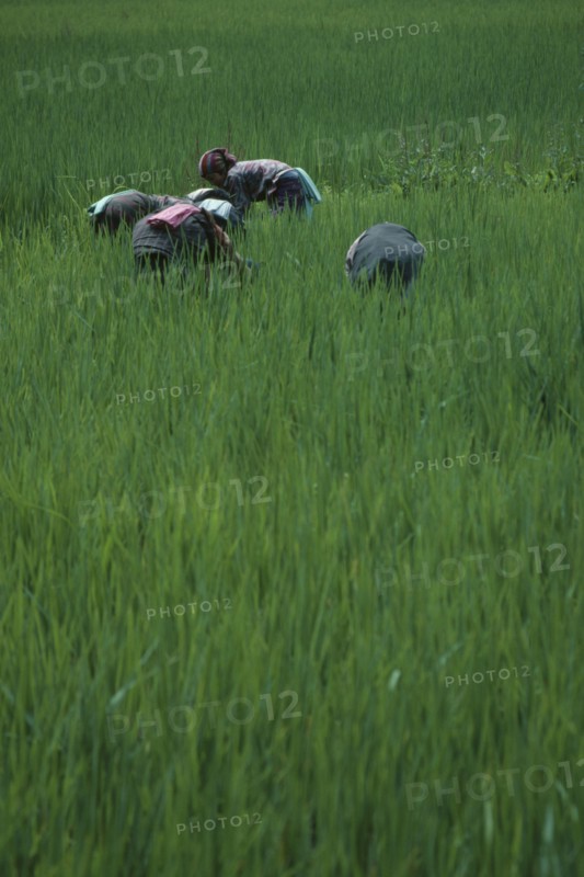 BHUTAN, Paro Valley, Women working in paddy field.
