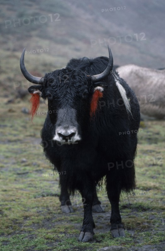 BHUTAN, Merag Sakteng, "Yak with red, woollen tassles attached to ears."
