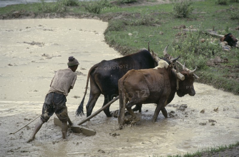 BHUTAN, Agriculture, Farmer using pair of bullocks to plough flooded paddy field.