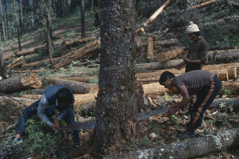 BHUTAN, Industry, Men felling timber using two man hand saw.