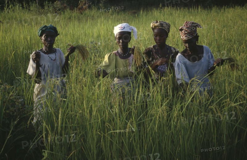 GAMBIA, Agriculture, Women working in rice paddy fields.