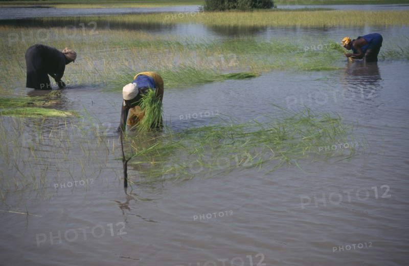 GAMBIA, Agriculture, Women replanting rice in paddy fields.