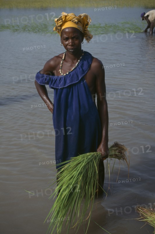 GAMBIA, Agriculture, Woman replanting rice in paddy field.