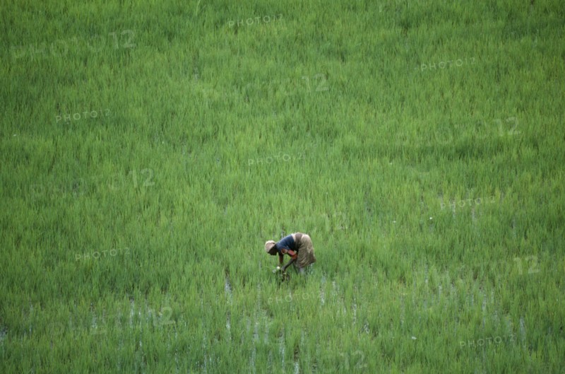 MADAGASCAR, Farming, Woman working in rice paddy near Antananarivo.