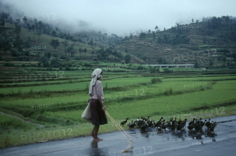 MADAGASCAR, Farming, Woman taking ducks to market along road beside terraced agricultural land.