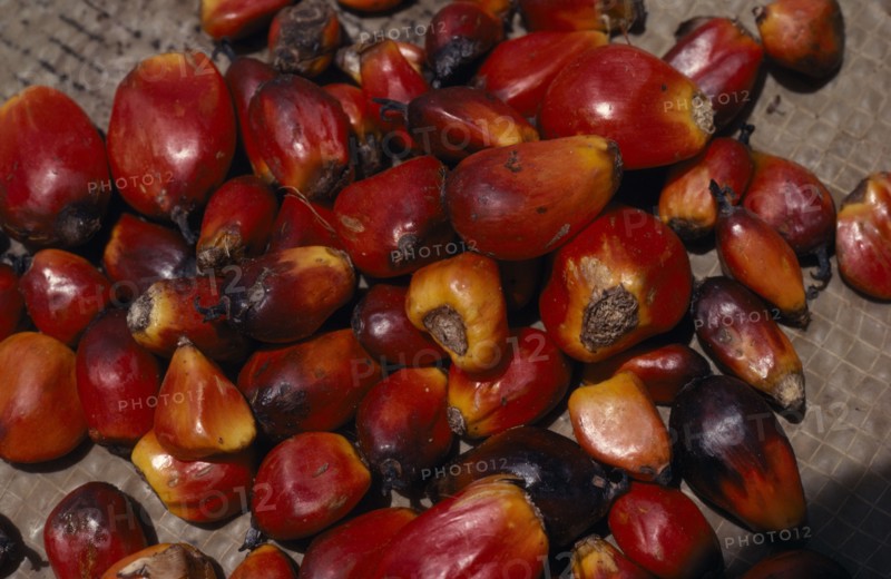 GABON, Agriculture, Close up of oil palm fruit Elaeis guineensis showing individual nuts.