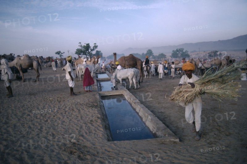 INDIA, Rajasthan, Pushkar, Cattle and camels brought to water in evening during fair.