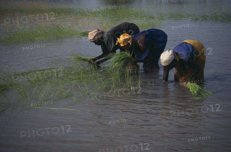 GAMBIA, Agriculture, Rice, Women replanting rice