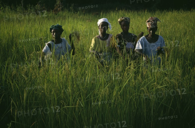 GAMBIA, Agriculture, Rice, Women working in rice paddy