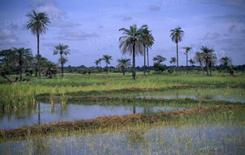 GAMBIA, Agriculture, Rice, Rice paddy fields with palm trees growing