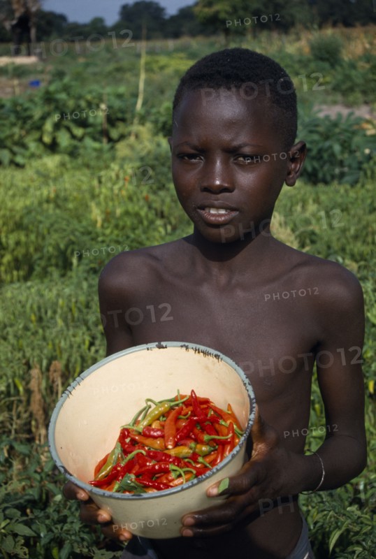 GAMBIA, Agriculture, Boy holding bowl of chillies