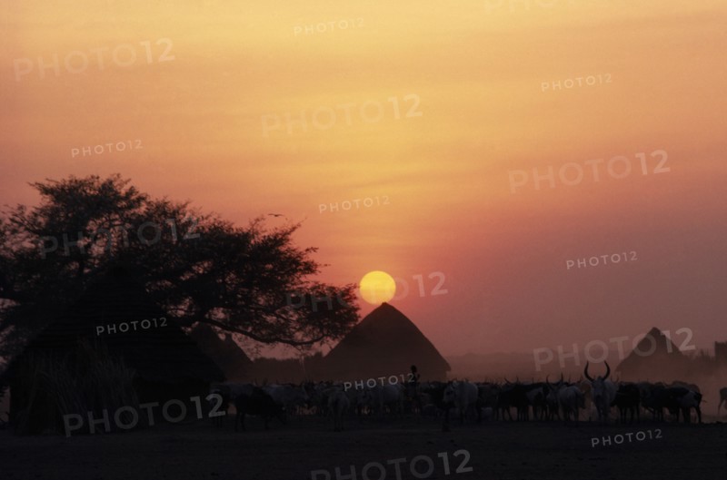 SUDAN, Sunset, "Dinka cattle camp at dusk with cattle herd, tree and thatched huts in low, pink evening light."