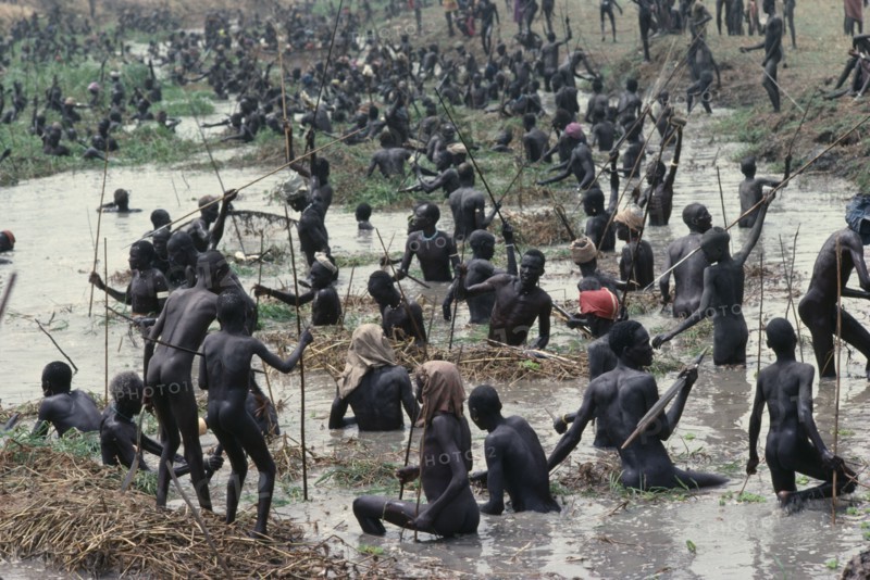 SUDAN, Tribal People, Dinka fishing festival.  Mass of fishermen in waist level water using spears to catch fish.
