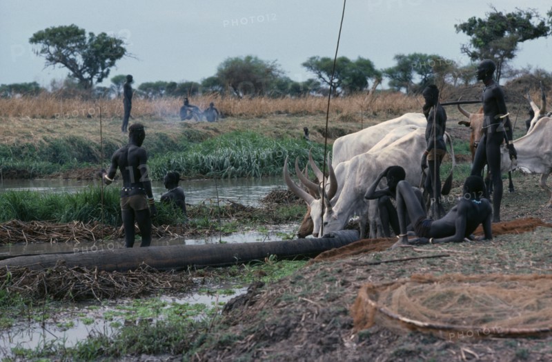 SUDAN, Tribal People, Dinka men fishing from dug out canoe with cattle on shore drinking from river and other men watching.