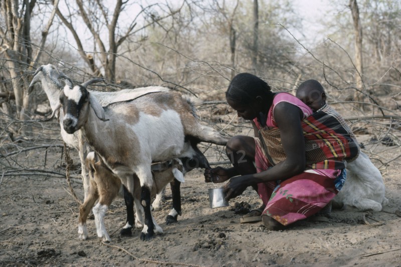 SUDAN, South Darfur, Farming, Baggara Arab nomad woman from the Beni Halba tribe milking goat with young child tied to her back.