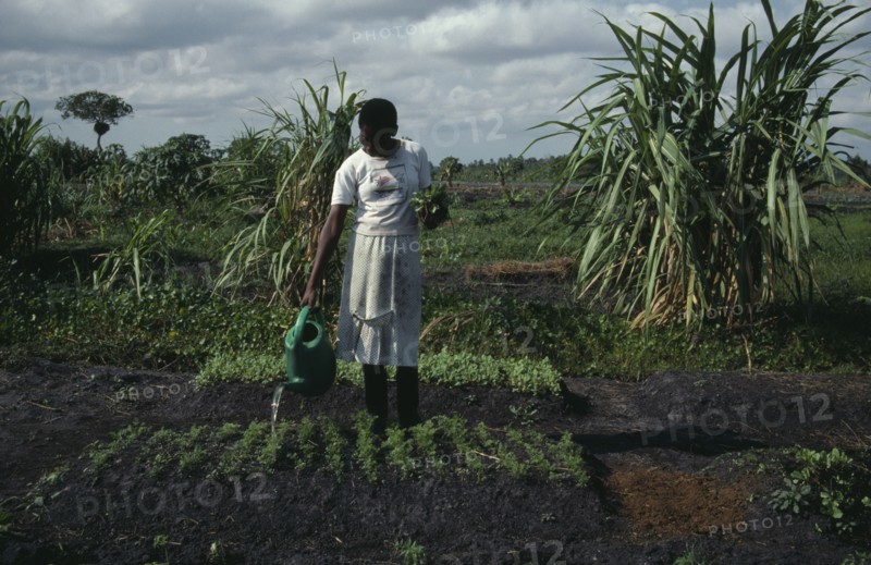 MOZAMBIQUE, Inhambane Province, Macuamene Swamp, Woman watering seedlings in former swamp as part of UNFAO development project.