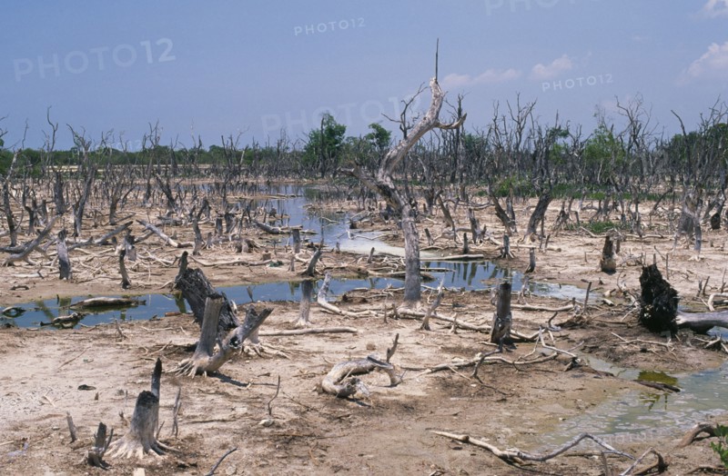 MEXICO, Yucatan, Celestun, Mangrove forest on the Gulf coast killed by pollution.