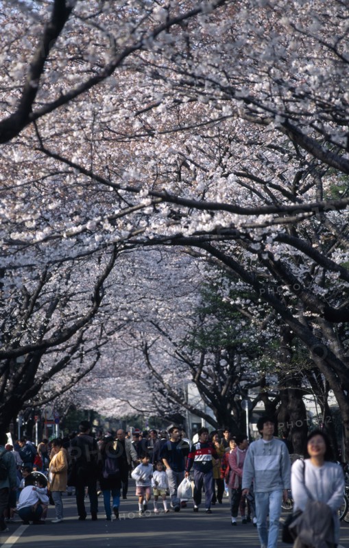 JAPAN, Honshu, Tokyo, Yanaka. People walking under Cherry Blossoms outside Yanaka Cemetary near Tenno-ji Temple