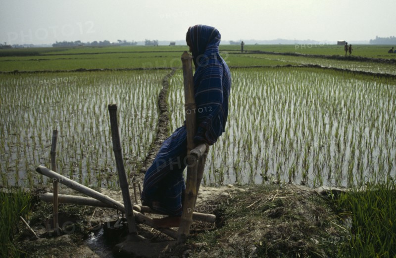 BANGLADESH, Agriculture, Woman using treadle pump irrigation beside paddy field.
