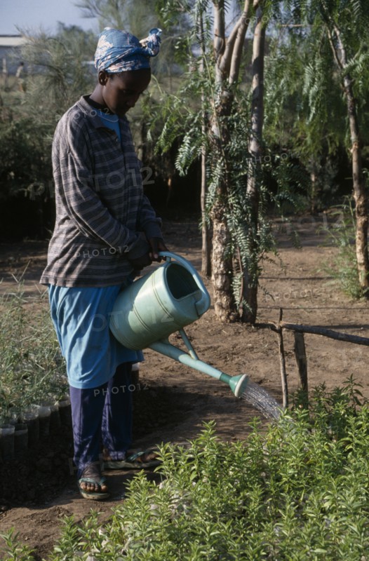 ETHIOPIA, Agriculture, Woman using watering can to irrigate seedlings in plant nursery.