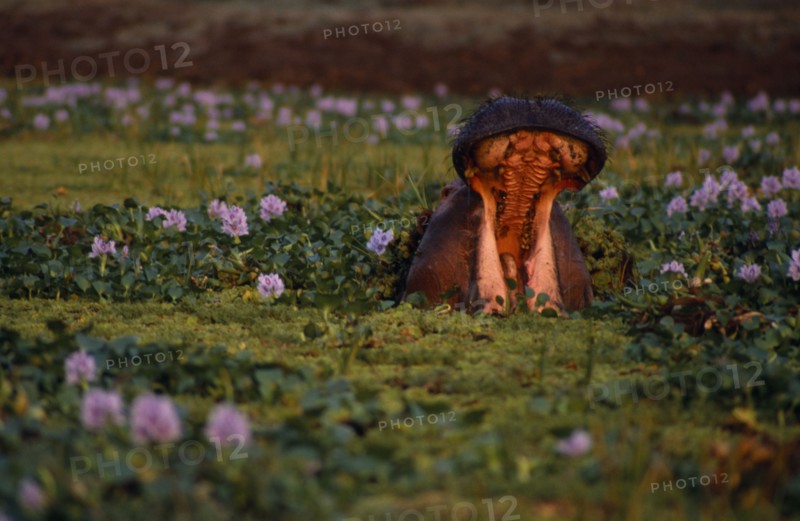 ZIMBABWE, Mana Pools Nat. Park, Yawning hippo amongst water hyacinth.