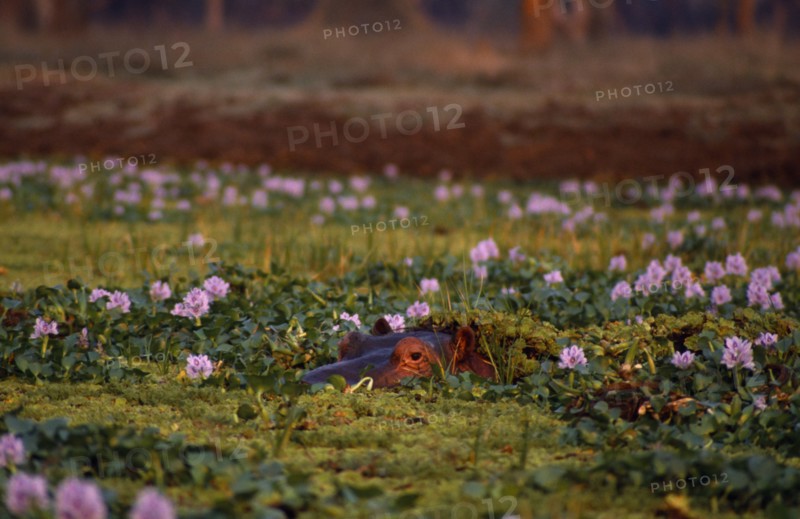 ZIMBABWE, Mana Pools Nat. Park, Hippo partly submerged amongst water hyacinth.