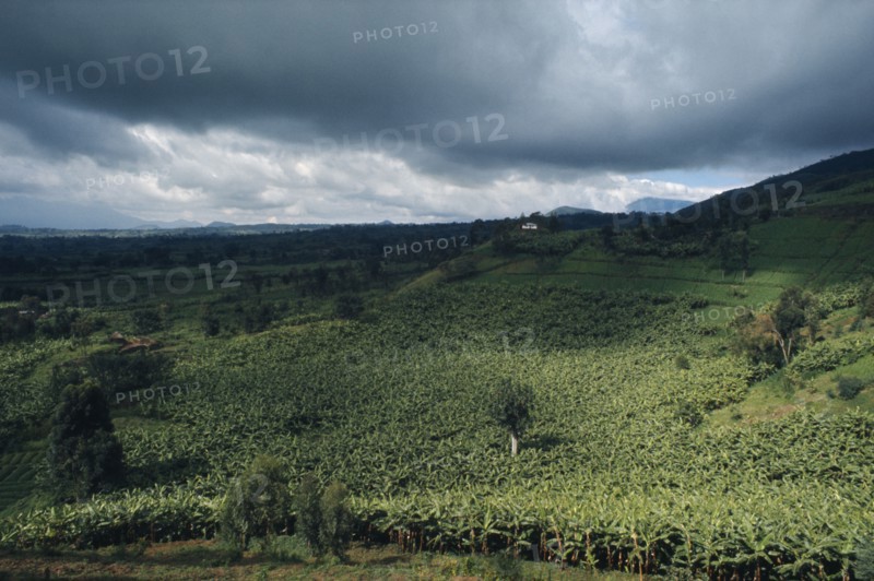 RWANDA, Landscape, Banana plantation below stormy sky.